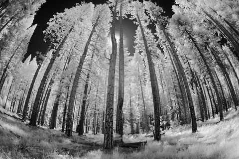Infrared image of view up through trees-Yosemite National Park-California White Modern Wood Framed Art Print with Double Matting by Jones, Adam