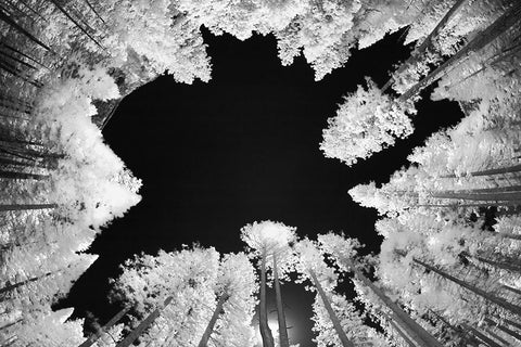 Infrared image of view up through trees-Yosemite National Park-California White Modern Wood Framed Art Print with Double Matting by Jones, Adam