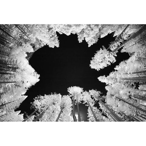 Infrared image of view up through trees-Yosemite National Park-California Black Modern Wood Framed Art Print by Jones, Adam