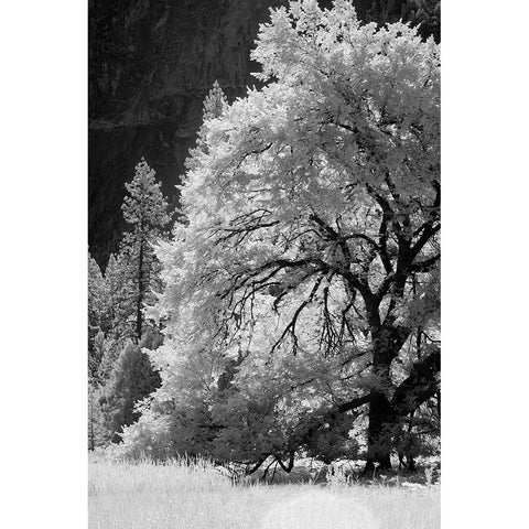 Yosemite Valley in infrared black and white-Yosemite National Park-California White Modern Wood Framed Art Print by Jones, Adam