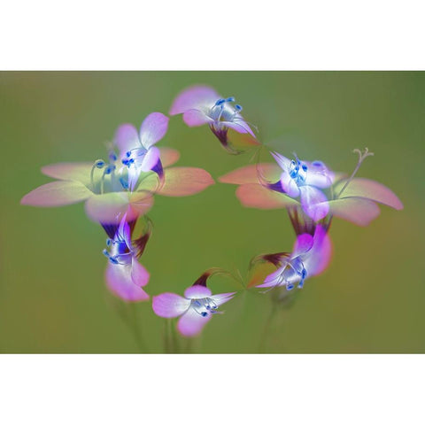 Abstract of Davy Gilia flowers-Antelope Valley California Poppy Preserve-Lancaster-California White Modern Wood Framed Art Print by Jones, Adam