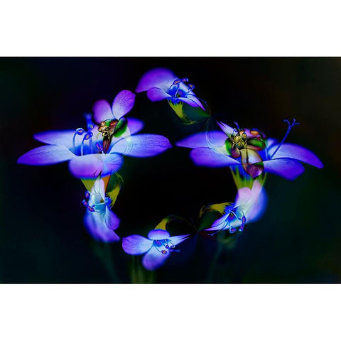 Abstract of Davy Gilia flowers-Antelope Valley California Poppy Preserve-Lancaster-California White Modern Wood Framed Art Print by Jones, Adam