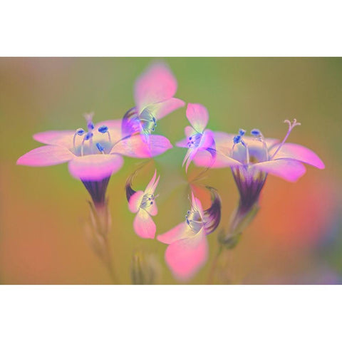 Abstract of Davy Gilia flowers-Antelope Valley California Poppy Preserve-Lancaster-California Black Modern Wood Framed Art Print by Jones, Adam