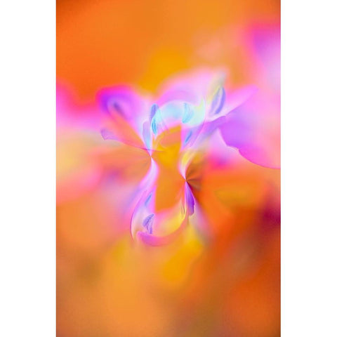 Abstract of Davy Gilia flowers-Antelope Valley California Poppy Preserve-Lancaster-California Black Modern Wood Framed Art Print by Jones, Adam