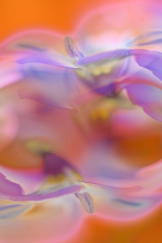 Abstract of Davy Gilia flowers-Antelope Valley California Poppy Preserve-Lancaster-California White Modern Wood Framed Art Print with Double Matting by Jones, Adam