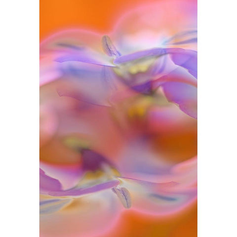 Abstract of Davy Gilia flowers-Antelope Valley California Poppy Preserve-Lancaster-California Black Modern Wood Framed Art Print with Double Matting by Jones, Adam