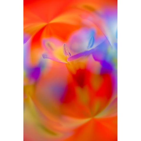 Abstract of Davy Gilia flowers-Antelope Valley California Poppy Preserve-Lancaster-California Black Modern Wood Framed Art Print by Jones, Adam