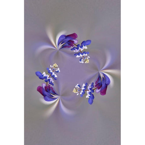 Lupine flower-Napa Valley-California Black Modern Wood Framed Art Print by Jones, Adam