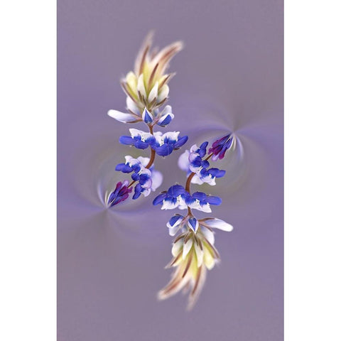 Lupine flower-Napa Valley-California Black Modern Wood Framed Art Print by Jones, Adam