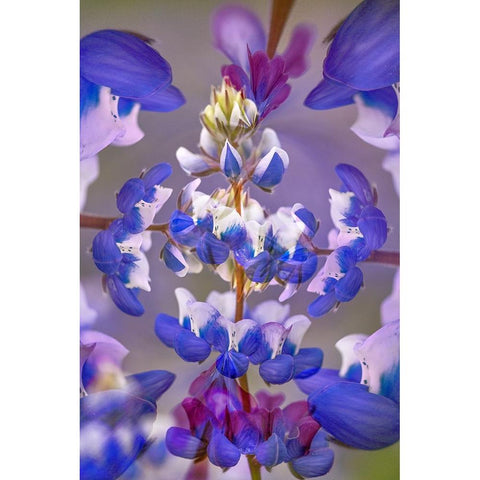 Lupine flower-Napa Valley-California Black Modern Wood Framed Art Print with Double Matting by Jones, Adam