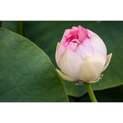 California-Santa Barbara Lotusland garden-Summer Solstice Twilight Reception-lotus flower Black Modern Wood Framed Art Print with Double Matting by Jones, Alison