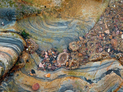 Tidal Pool-Point Lobos-California White Modern Wood Framed Art Print with Double Matting by Miller, Anna