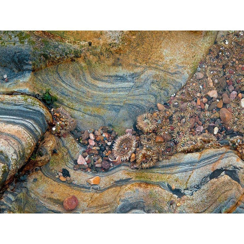 Tidal Pool-Point Lobos-California Black Modern Wood Framed Art Print by Miller, Anna