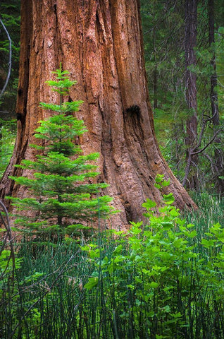 Mariposa Grove-Yosemite-Sierra Mountains-California-USA White Modern Wood Framed Art Print with Double Matting by Miller, Anna