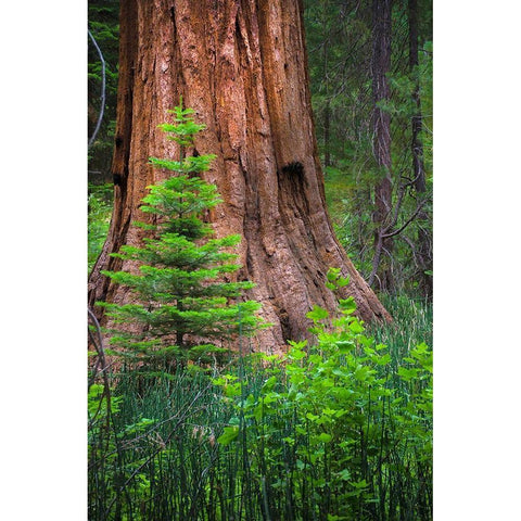 Mariposa Grove-Yosemite-Sierra Mountains-California-USA Black Modern Wood Framed Art Print by Miller, Anna