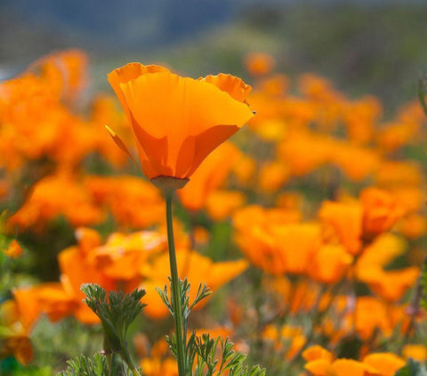 California Poppies-Big Sur-California-USA White Modern Wood Framed Art Print with Double Matting by Miller, Anna