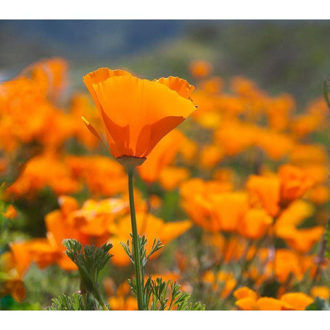 California Poppies-Big Sur-California-USA Black Modern Wood Framed Art Print by Miller, Anna