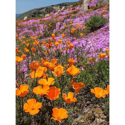 California Poppies-Big Sur-California-USA Black Modern Wood Framed Art Print with Double Matting by Miller, Anna
