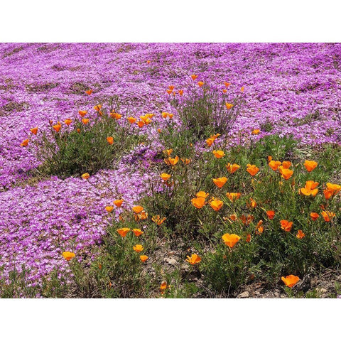 California Poppies-Big Sur-California-USA White Modern Wood Framed Art Print by Miller, Anna