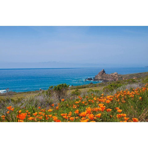 California Poppies-Big Sur-California-USA Gold Ornate Wood Framed Art Print with Double Matting by Miller, Anna