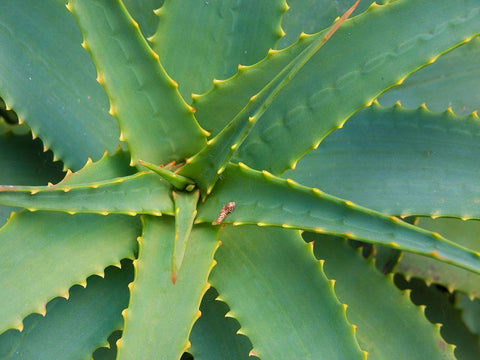 Aloe Plant-Big Sur-California-USA Black Ornate Wood Framed Art Print with Double Matting by Miller, Anna