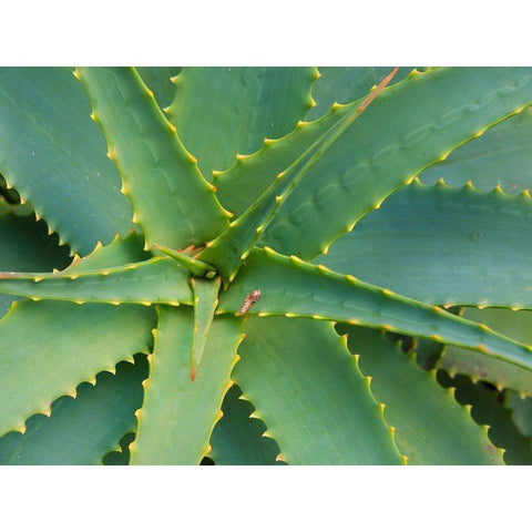 Aloe Plant-Big Sur-California-USA Black Modern Wood Framed Art Print with Double Matting by Miller, Anna