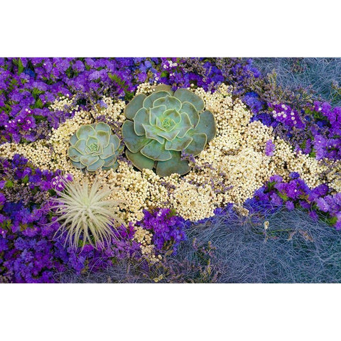 Succulents-Big Sur-California-USA White Modern Wood Framed Art Print by Miller, Anna