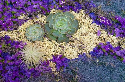 Succulents-Big Sur-California-USA White Modern Wood Framed Art Print with Double Matting by Miller, Anna