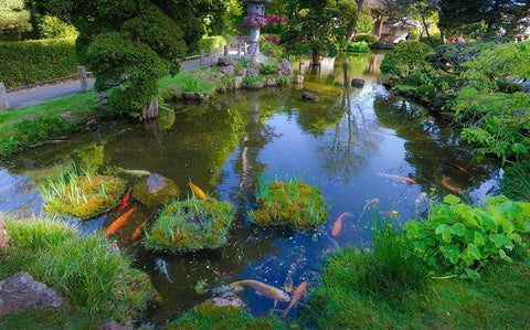 Koi Pond-Japanese Tea Garden-Golden Gate Park-San Francisco-California-USA White Modern Wood Framed Art Print with Double Matting by Miller, Anna