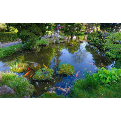 Koi Pond-Japanese Tea Garden-Golden Gate Park-San Francisco-California-USA White Modern Wood Framed Art Print by Miller, Anna