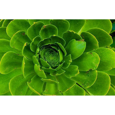 Succulent-Big Sur-California-USA Black Modern Wood Framed Art Print with Double Matting by Miller, Anna