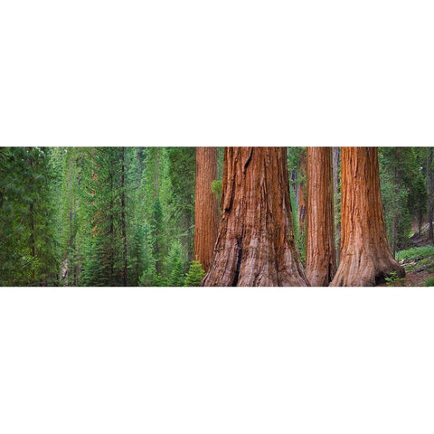 Mariposa Grove-Yosemite-Sierra Mountains-California-USA Black Modern Wood Framed Art Print with Double Matting by Miller, Anna