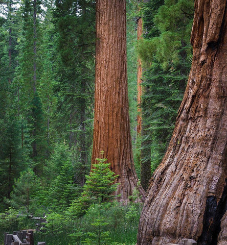 Mariposa Grove-Yosemite-Sierra Mountains-California-USA Black Ornate Wood Framed Art Print with Double Matting by Miller, Anna