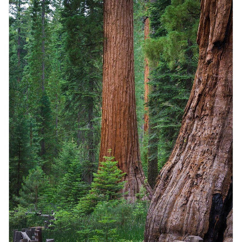 Mariposa Grove-Yosemite-Sierra Mountains-California-USA Black Modern Wood Framed Art Print with Double Matting by Miller, Anna