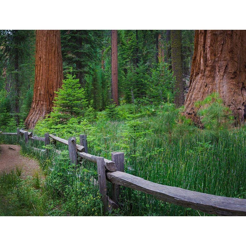 Mariposa Grove-Yosemite-Sierra Mountains-California-USA Gold Ornate Wood Framed Art Print with Double Matting by Miller, Anna