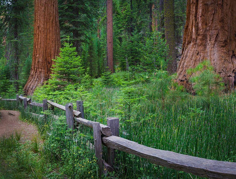 Mariposa Grove-Yosemite-Sierra Mountains-California-USA White Modern Wood Framed Art Print with Double Matting by Miller, Anna