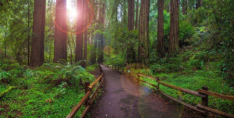 Muir Woods National Monument-Marin County-California-USA White Modern Wood Framed Art Print with Double Matting by Miller, Anna