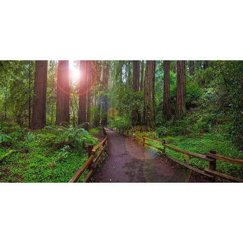 Muir Woods National Monument-Marin County-California-USA Black Modern Wood Framed Art Print by Miller, Anna