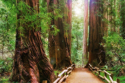 Muir Woods National Monument-Marin County-California-USA Black Ornate Wood Framed Art Print with Double Matting by Miller, Anna