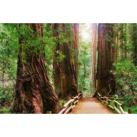 Muir Woods National Monument-Marin County-California-USA Black Modern Wood Framed Art Print by Miller, Anna