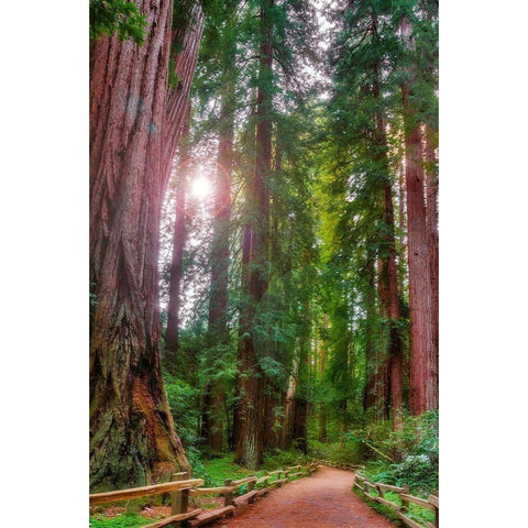 Muir Woods National Monument-Marin County-California-USA Black Modern Wood Framed Art Print by Miller, Anna