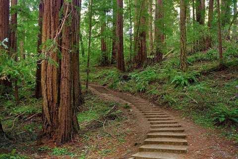 Muir Woods National Monument-Marin County-California-USA Black Ornate Wood Framed Art Print with Double Matting by Miller, Anna