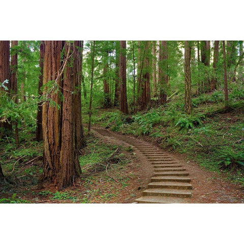 Muir Woods National Monument-Marin County-California-USA Gold Ornate Wood Framed Art Print with Double Matting by Miller, Anna