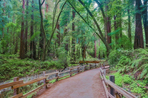 Muir Woods National Monument-Marin County-California-USA Black Ornate Wood Framed Art Print with Double Matting by Miller, Anna