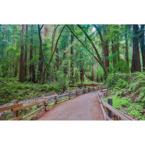 Muir Woods National Monument-Marin County-California-USA White Modern Wood Framed Art Print by Miller, Anna