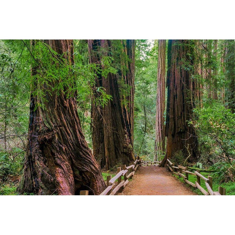 Muir Woods National Monument-Marin County-California-USA Gold Ornate Wood Framed Art Print with Double Matting by Miller, Anna