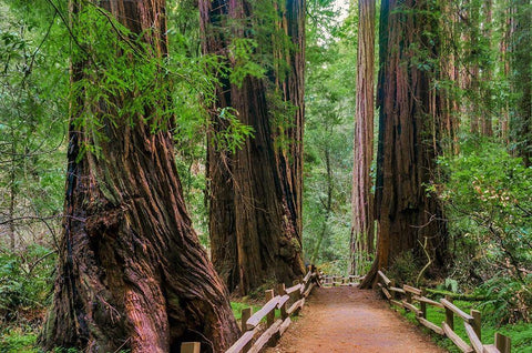 Muir Woods National Monument-Marin County-California-USA Black Ornate Wood Framed Art Print with Double Matting by Miller, Anna