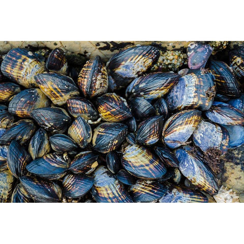 Mussel Colonies in Fitzgerald Marine Reserve-California-USA White Modern Wood Framed Art Print by Miller, Anna