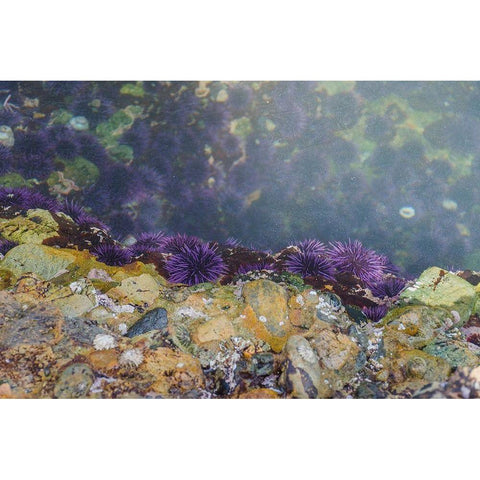 Purple Sea Urchins-Point Lobos State Natural Reserve-California-USA Black Modern Wood Framed Art Print with Double Matting by Miller, Anna