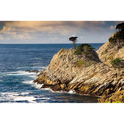 Cypress on Coastal Cliff-Point Lobos State Natural Reserve-California-USA Black Modern Wood Framed Art Print with Double Matting by Miller, Anna